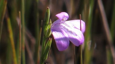Dianthera angusta, photographed by gcschmidt911