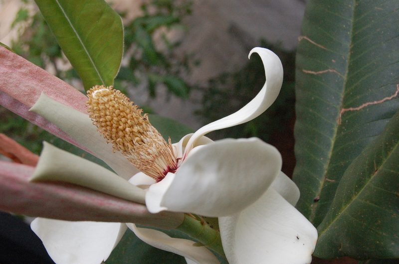 Magnolia sharpii, photographed by Neptalí Ramírez Marcial