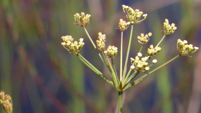 Tiedemannia filiformis, photographed by gcschmidt911