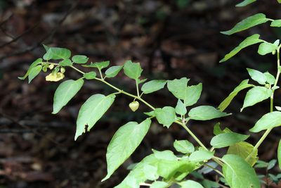 Calliphysalis carpenteri, photographed by Lauren McLaurin