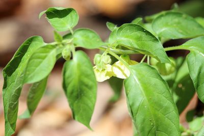 Calliphysalis carpenteri, photographed by Lauren McLaurin