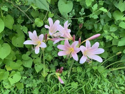 Lycoris squamigera, photographed by Brittany Jean