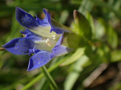 Gentiana affinis, photographed by Mary Krieger