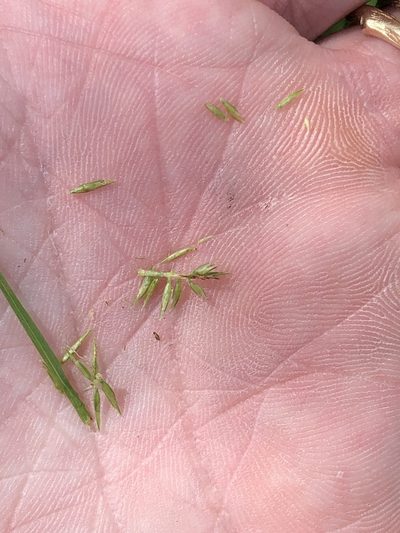 Cyperus thyrsiflorus, photographed by Sam Kieschnick