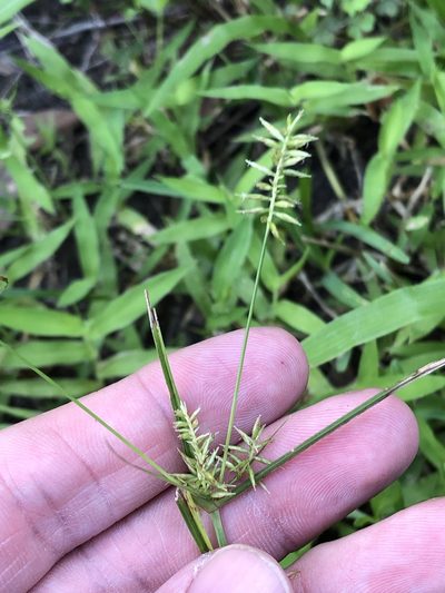 Cyperus thyrsiflorus, photographed by Sam Kieschnick