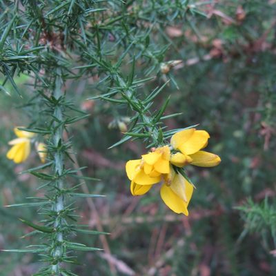 Ulex gallii, photographed by bogsuckers