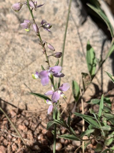 Hebecarpa obscura, photographed by Kenzie Anderson-Bell