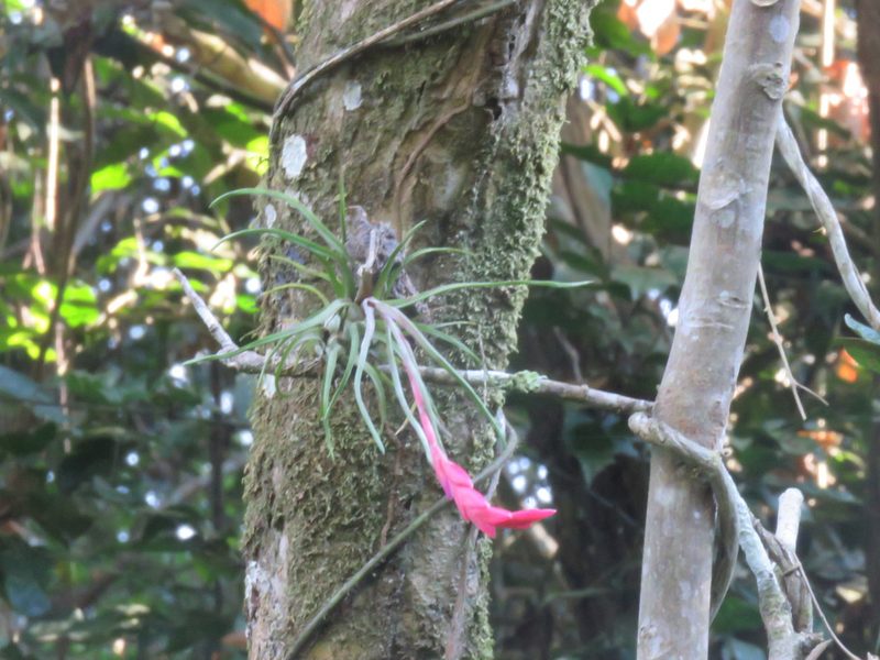 Tillandsia paraensis, photographed by Vincent A. Vos