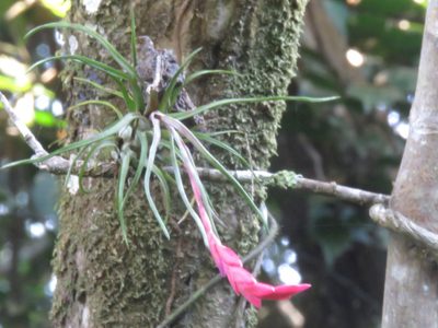Tillandsia paraensis, photographed by Vincent A. Vos