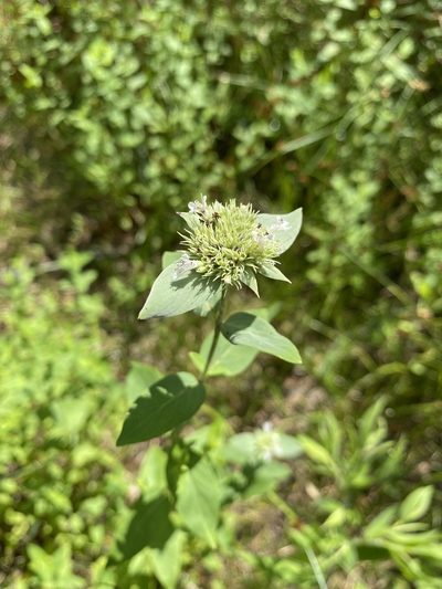 Pycnanthemum setosum, photographed by Bonnie Semmling