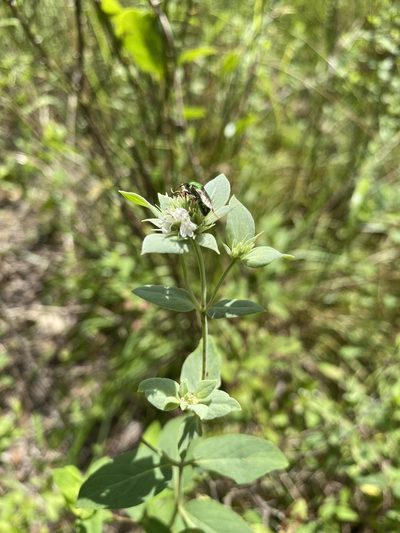 Pycnanthemum setosum, photographed by Bonnie Semmling