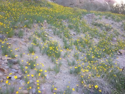 Eschscholzia papastillii, photographed by Adam J. Searcy