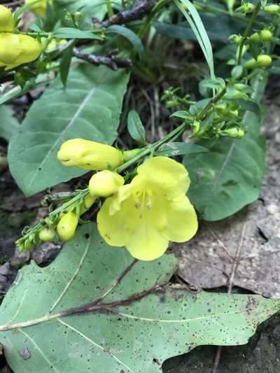 Aureolaria levigata, photographed by Andrew Conboy
