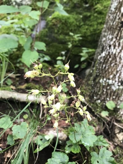 Heuchera alba, photographed by Andrew Conboy