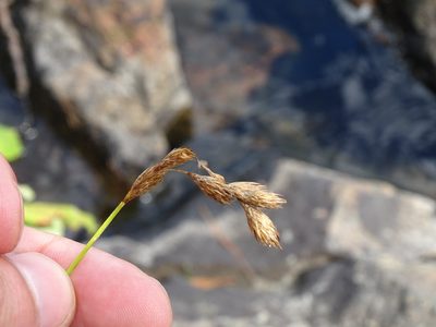 Carex scoparia, photographed by Reuven Martin