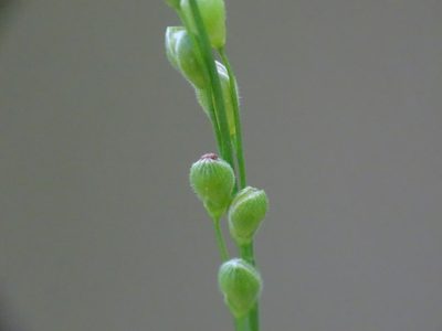 Dichanthelium latifolium, photographed by Reuven Martin