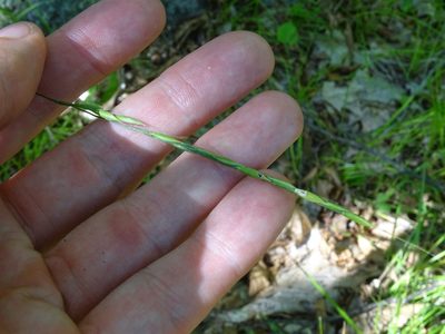 Patis racemosa, photographed by Reuven Martin