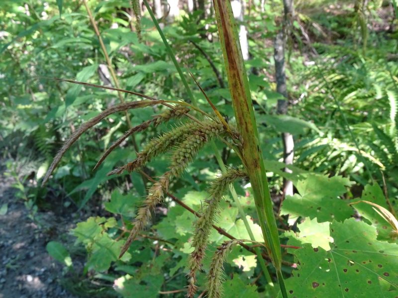 Carex gynandra, photographed by Reuven Martin