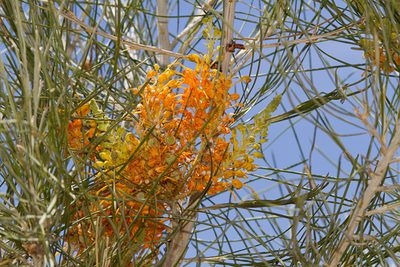 Grevillea juncifolia, photographed by dhfischer