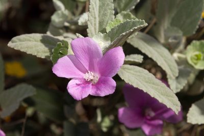 Hibiscus sturtii, photographed by dhfischer