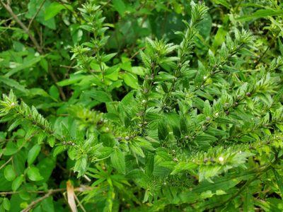 Lithospermum parviflorum, photographed by Katie Kucera