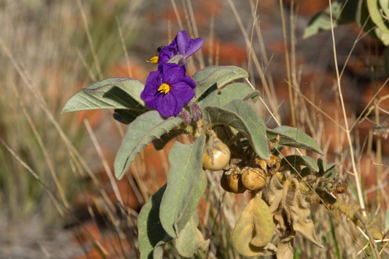 Solanum callosum, photographed by dhfischer