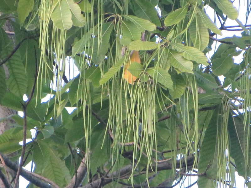 Alstonia macrophylla, photographed by Ben Machado