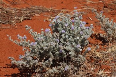 Dicrastylis lewellinii, photographed by dhfischer