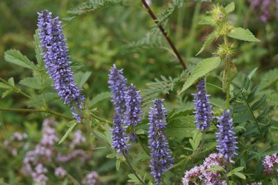 Nepeta multifida, photographed by Eleanor Pate