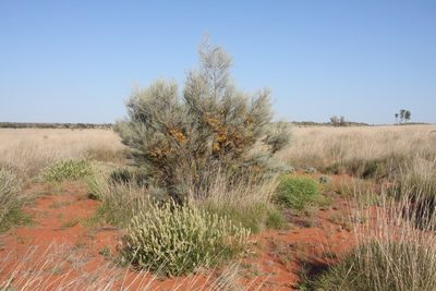 Grevillea juncifolia, photographed by dhfischer