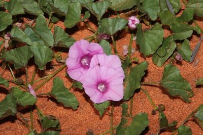 Ipomoea muelleri, photographed by dhfischer