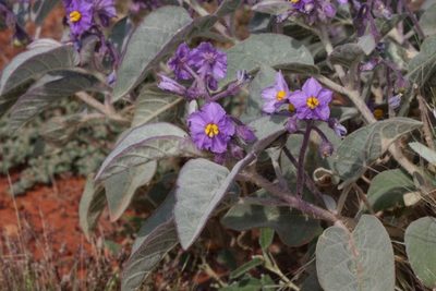 Solanum callosum, photographed by dhfischer