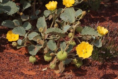 Sida platycalyx, photographed by dhfischer