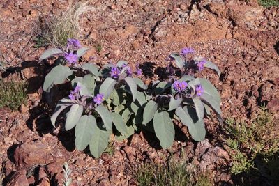 Solanum callosum, photographed by dhfischer