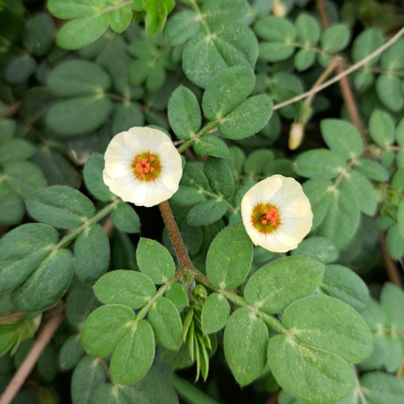 Kallstroemia rosei, photographed by Juan Carlos Fonseca Mata