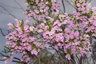 Eremophila sturtii, photographed by dhfischer
