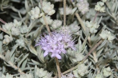 Dicrastylis lewellinii, photographed by dhfischer