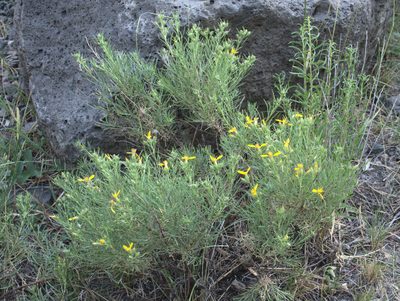 Ericameria bloomeri, photographed by Tom Wainwright