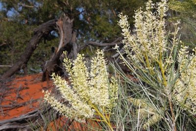 Grevillea stenobotrya, photographed by dhfischer