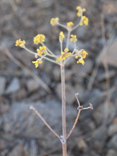 Eriogonum strictum, photographed by Tom Wainwright