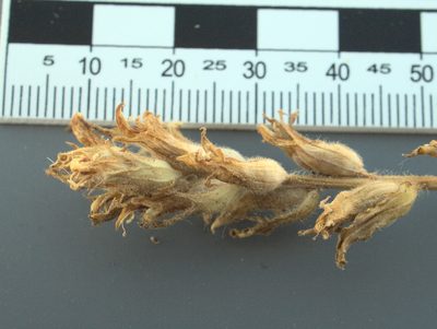 Castilleja chlorotica, photographed by Tom Wainwright