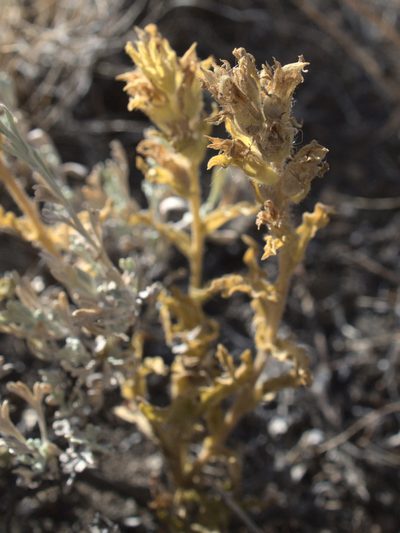 Castilleja chlorotica, photographed by Tom Wainwright