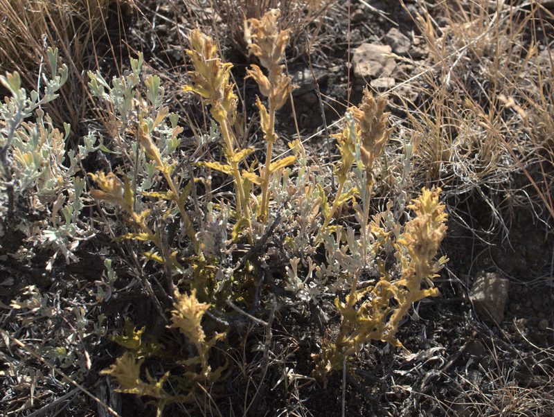Castilleja chlorotica, photographed by Tom Wainwright
