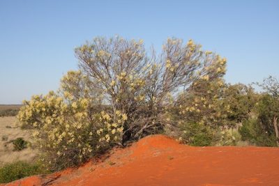 Grevillea stenobotrya, photographed by dhfischer