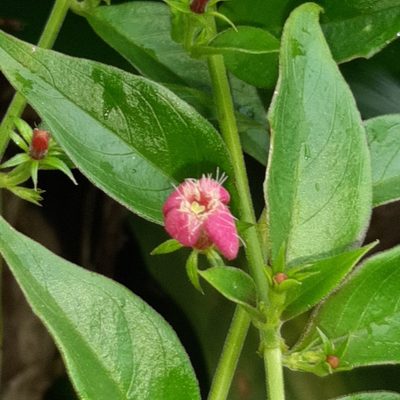 Manettia reclinata, photographed by Arthur de Jesús Chavarría Pérez