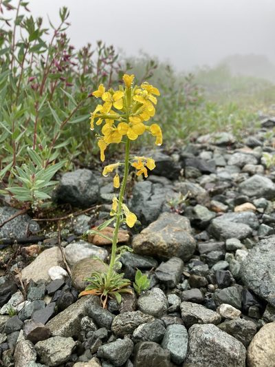Erysimum arenicola, photographed by Thompson Hyggen