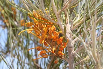 Grevillea juncifolia, photographed by dhfischer