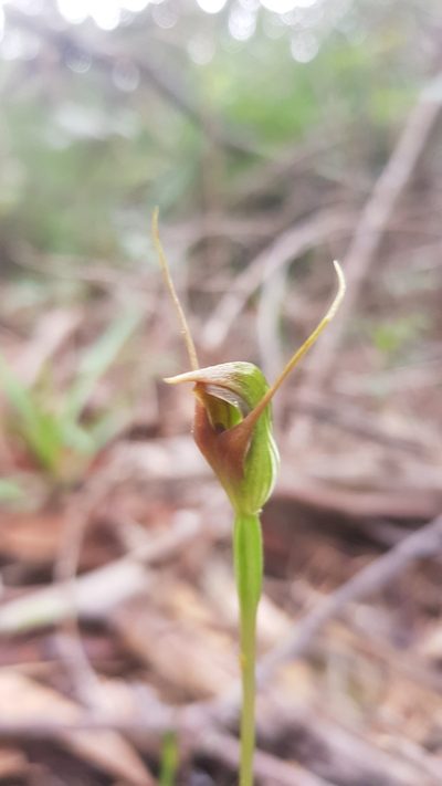 Pterostylis erecta, photographed by Sofia Zvolanek