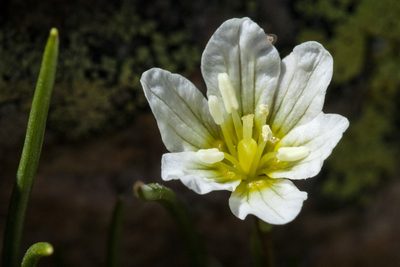 Gagea serotina, photographed by Cecelia Alexander