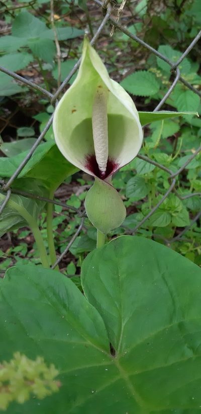 Xanthosoma mexicanum, photographed by Joel Trejos